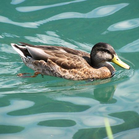 Pension Mitterer Weissensee Exteriör bild